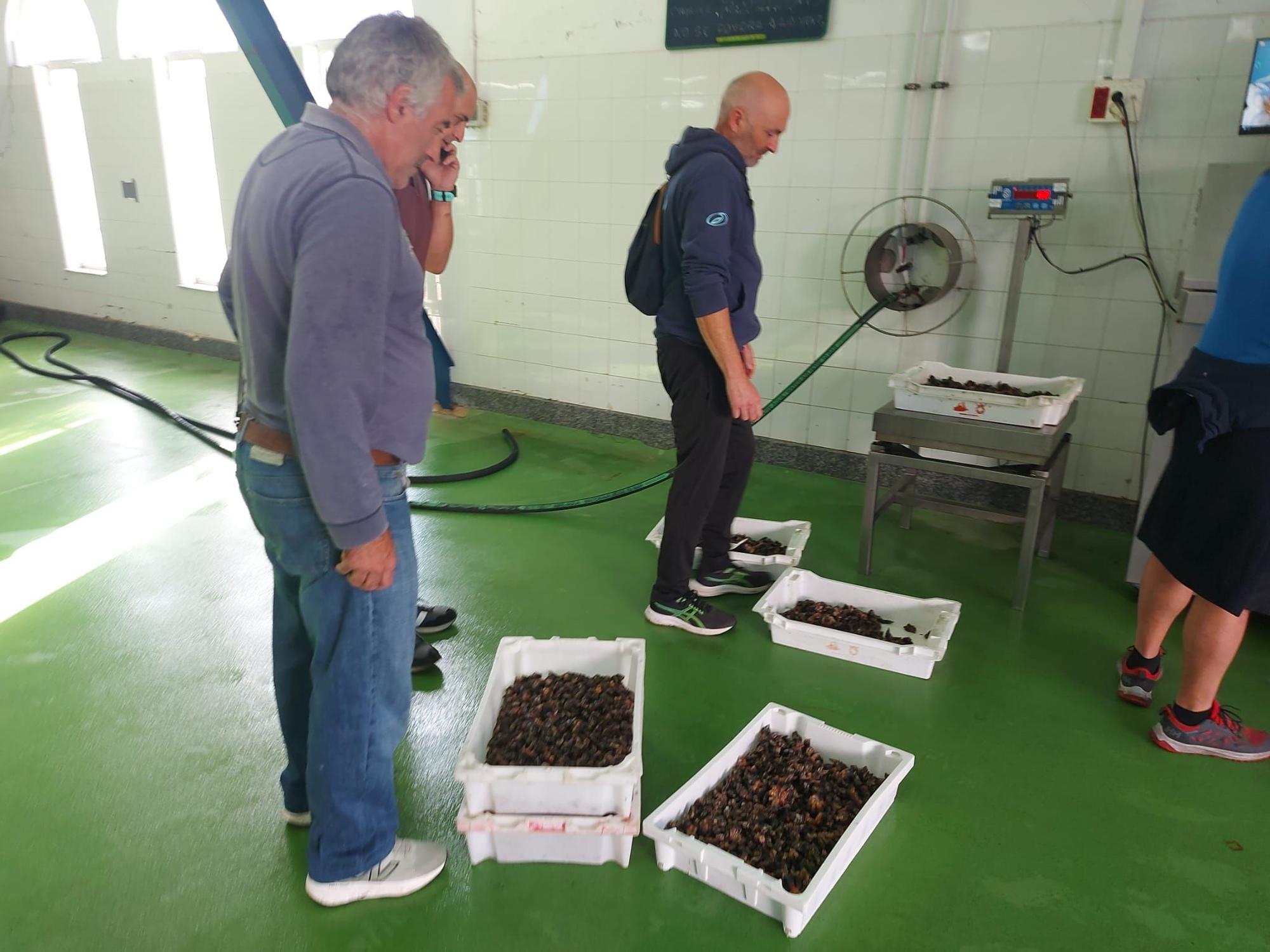 En imágenes: La primera subasta de percebe de la temporada en la rula de Puerto de Vega