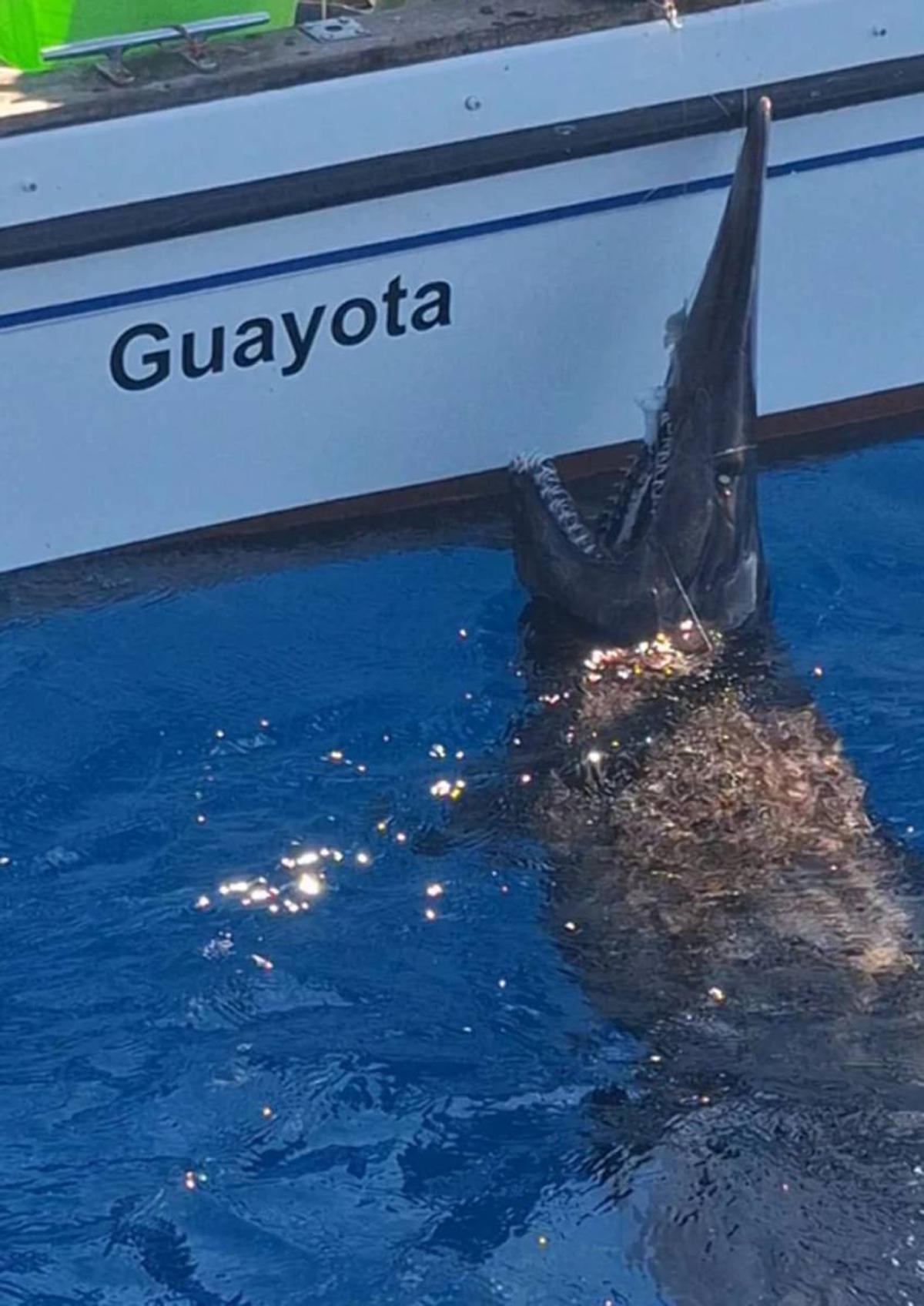 Detalle del ejemplar avistado.