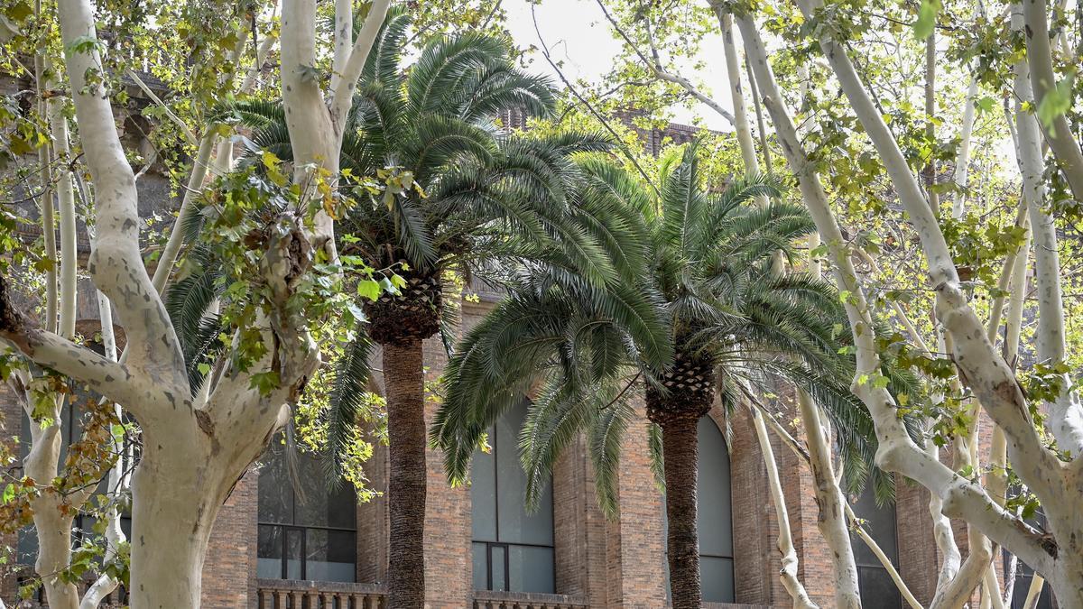 Dos de las palmeras del patio de la escuela Antoni Brusi, en Barcelona.