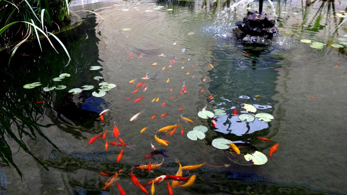 En el estanque, además de carpas de colores, viven tres esturiones además de especies vegetales.