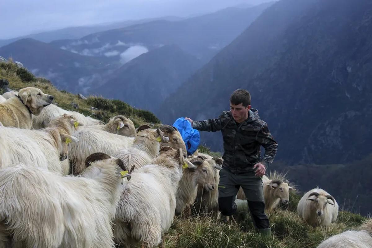 El ganadero Alejandro Sánchez, de Tresviso (Cantabria).