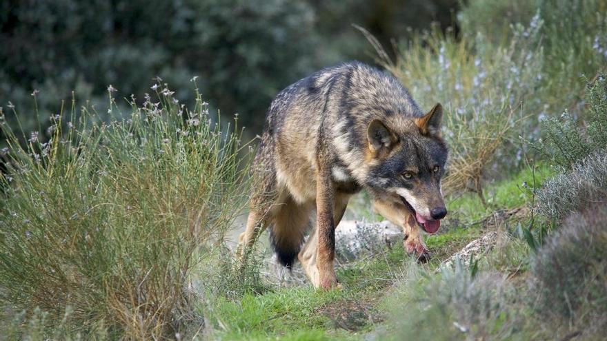 ¿Hay menos lobos en España de los que indican las cifras oficiales? La ciencia dice que sí