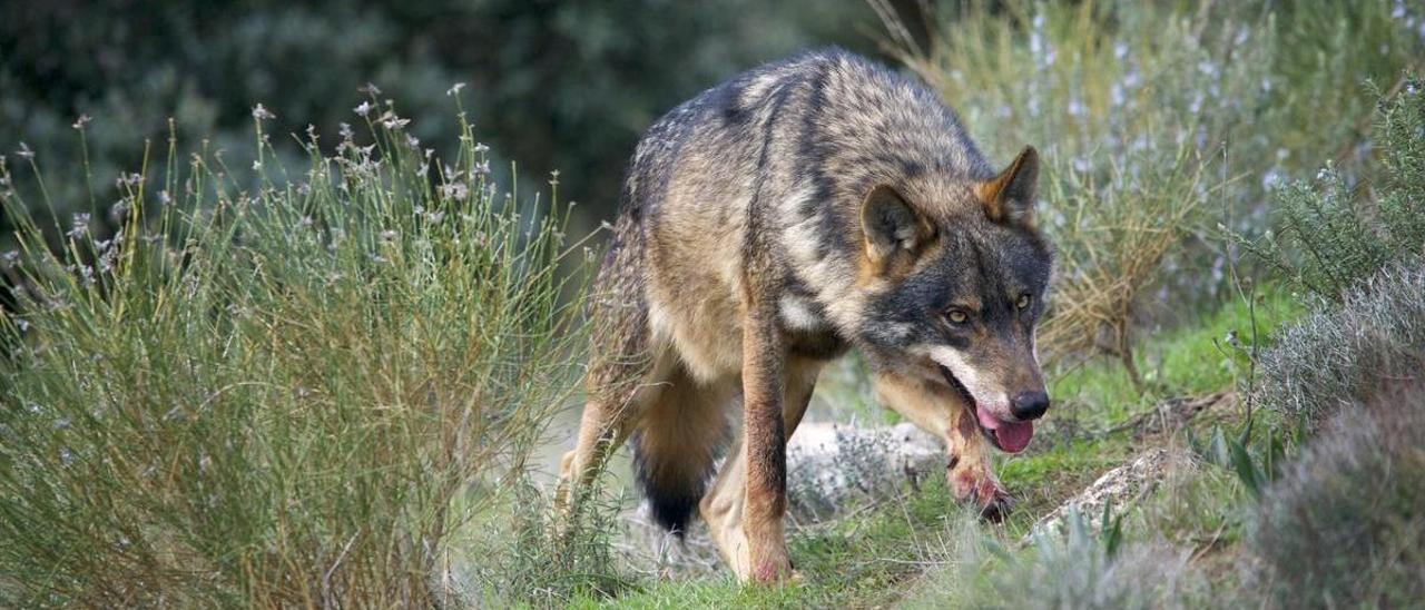 Ejemplar de lobo ibérico.