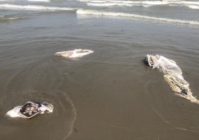 Llegan atunes muertos a las playas de La Manga