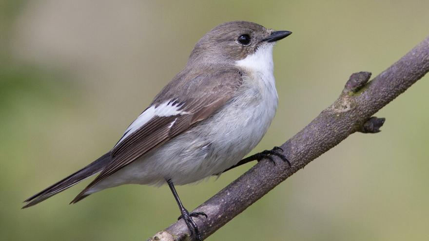 Descubren que aves de la misma especie cantan en &#039;dialectos&#039; diferentes