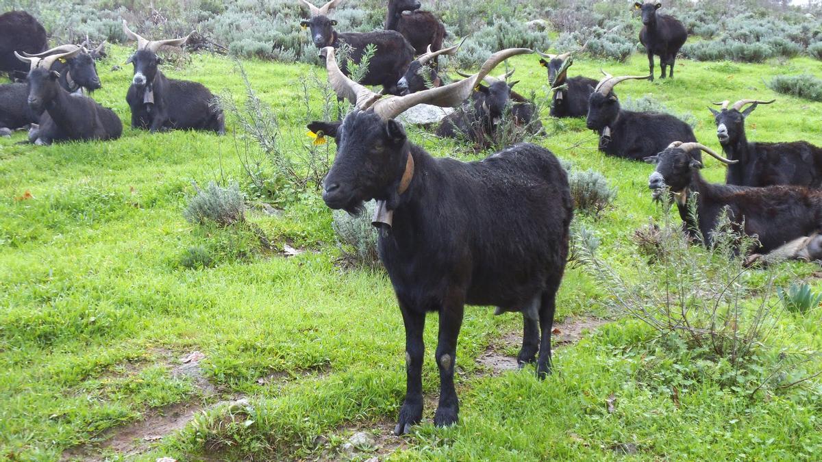 La cabra verata de la región extremeña de La Vera se unirá a la rubia gallega en un particular desfile por San Pedro