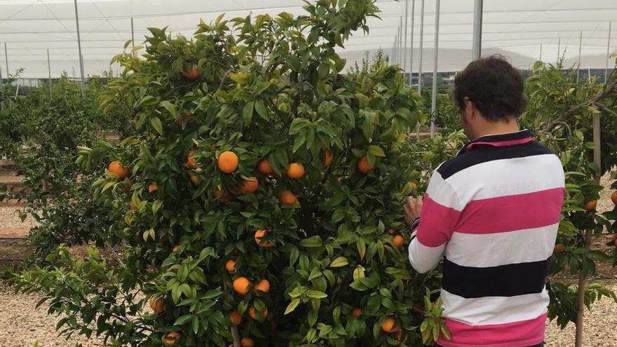 Alicante obtiene 675 toneladas de la preciada mandarina &quot;orri&quot; en su segunda campaña