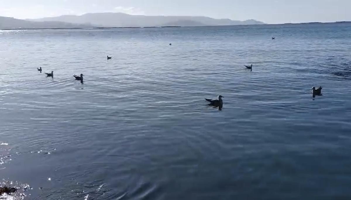 Gaviotas rondando el lugar de los vertidos, ayer, en busca de residuos.