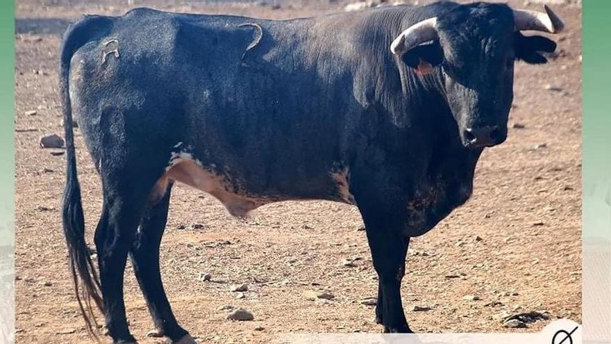 Tres heridos: balance de los festejos taurinos de los pueblos de Cáceres