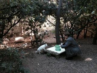 Gats de Gràcia gestiona y controla 36 colonias de gatos callejeros