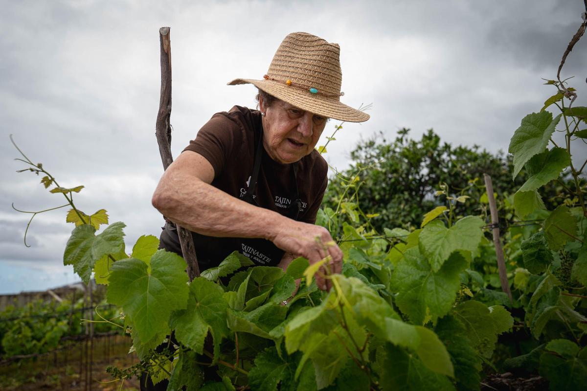 La técnica del cordón trenzado en bodegas Tajinaste, La Orotava