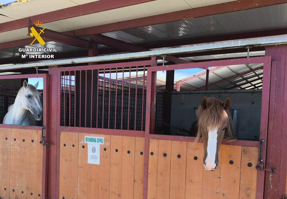 Varios de los caballos encontrados durante las inspecciones.