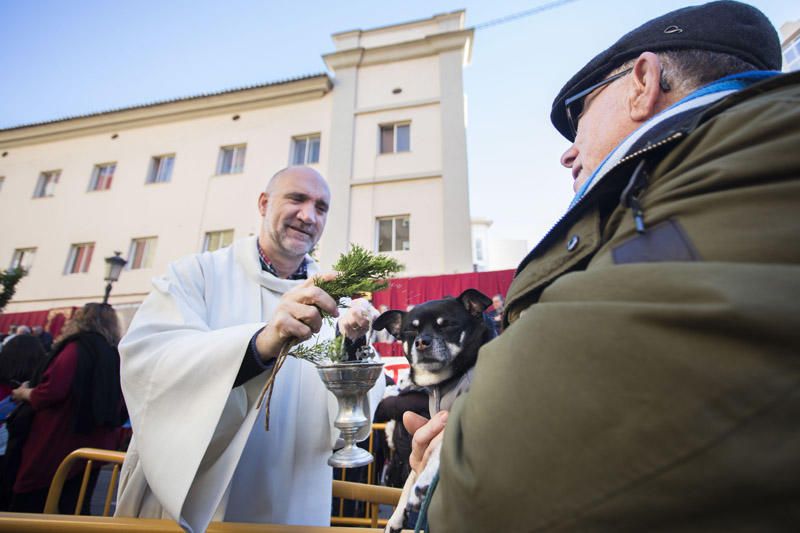 Bendición de animales por Sant Antoni del Porquet