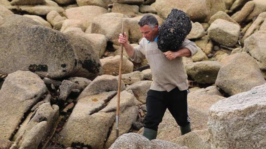 Un percebeiro camina entre las rocas con la &quot;raspeta&quot; y un saco de marisco al hombro. // Muñiz