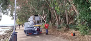 Tala de árboles que penden sobre el paseo de O Salgueirón