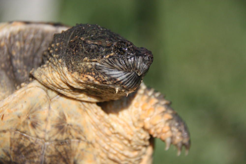 Capturen una tortuga a l’Estany de Banyoles que era un perill