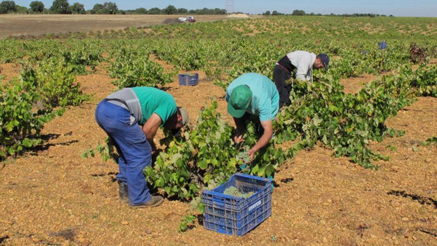 Labores de vendimia en la comarca de Tierra del Vino.