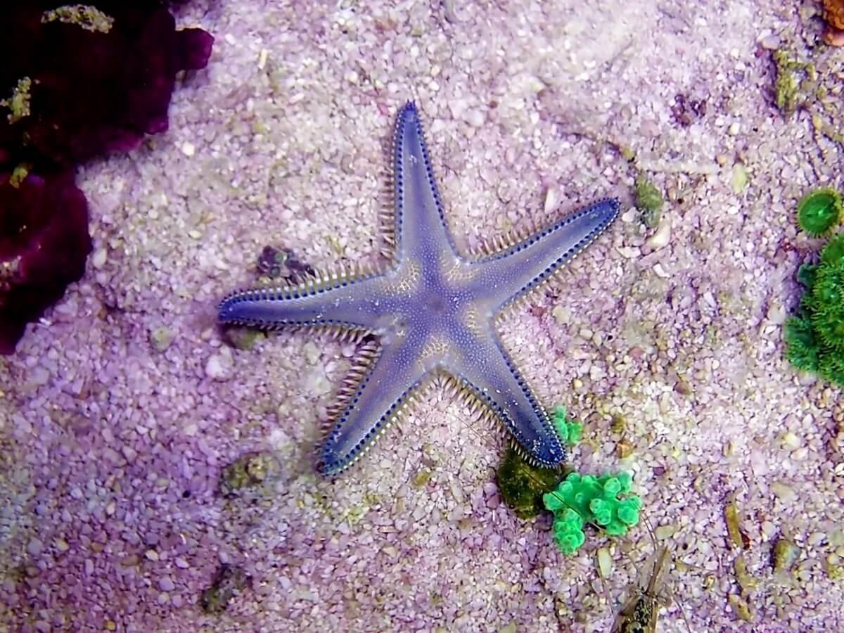 Las estrellas de mar son especies de gran importancia ecológica