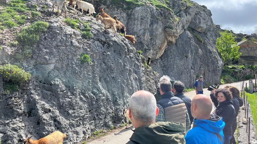El pastoreo de cabras desde el móvil, un éxito en Somiedo que busca replicarse por toda Asturias