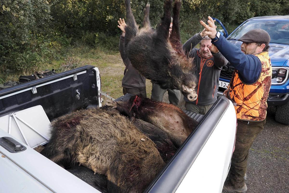 Jornada de cacera amb la colla de Beuda-Maià de Montcal, en una imatge d'arxiu