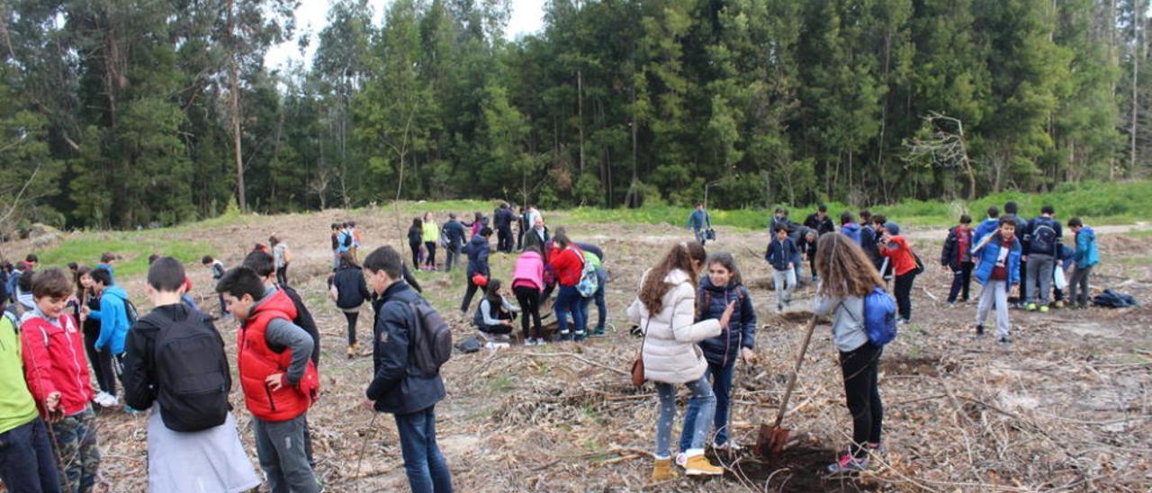 Os estudiantes puderon participar na plantación de árbores no monte.