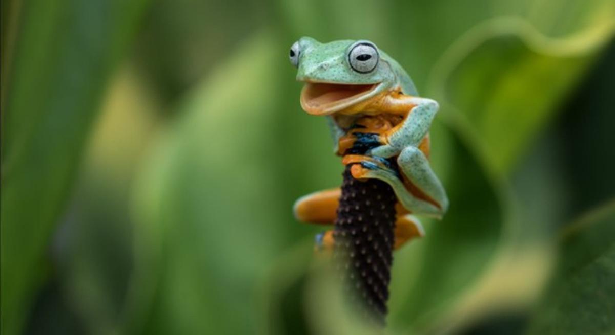 Las fotos de animales salvajes más divertidas del año