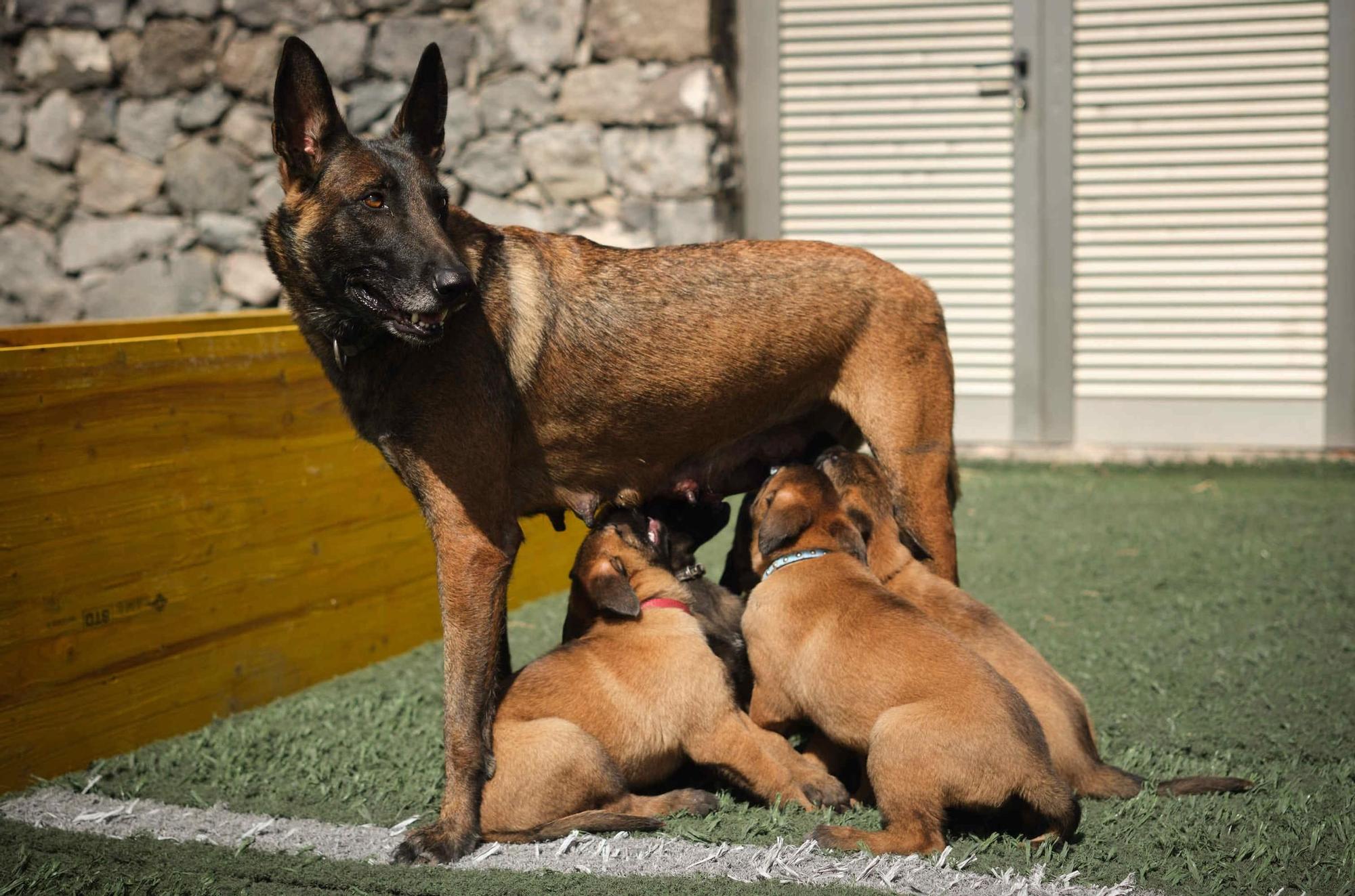 Estos son los nuevos cachorros de la Unidad Canina de la Policía Local de Santa Cruz
