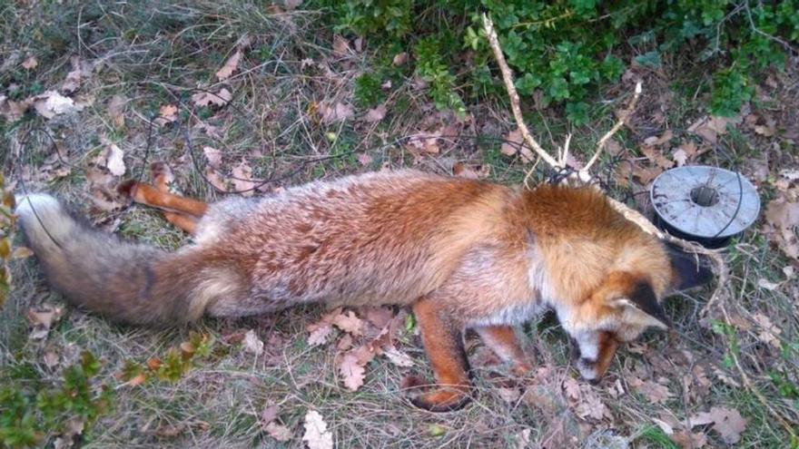 La guineu morta en una zona boscosa de Moià