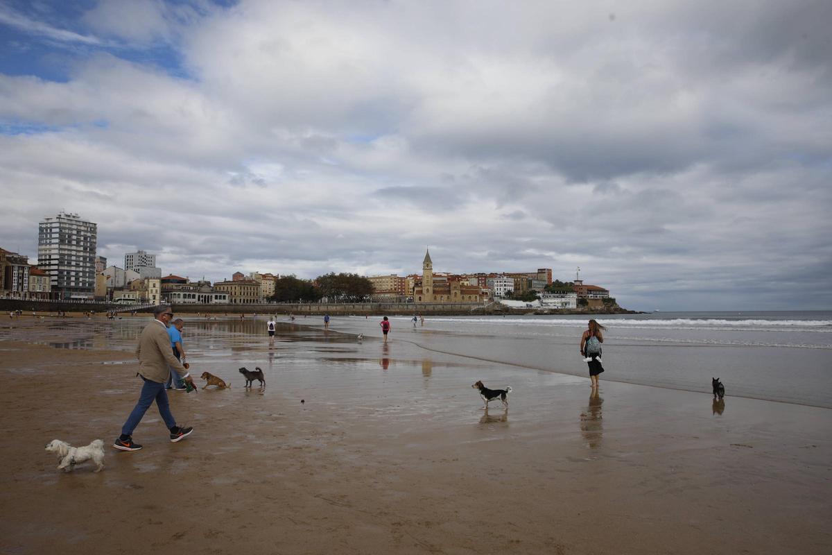 Perros en la playa de San Lorenzo.
