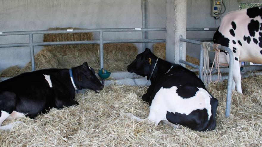 Los ganaderos asturianos alertan del peligro de desaparición de las pequeñas explotaciones