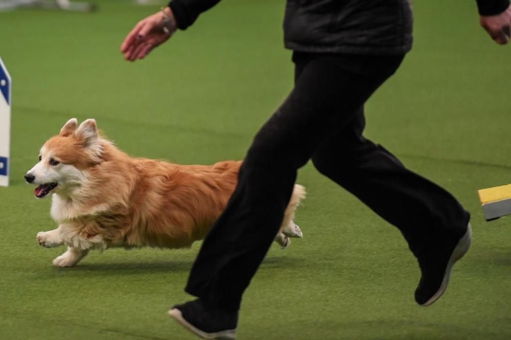 El Westminster Kennel Club, un dels shows de gossos de raça més importants del món