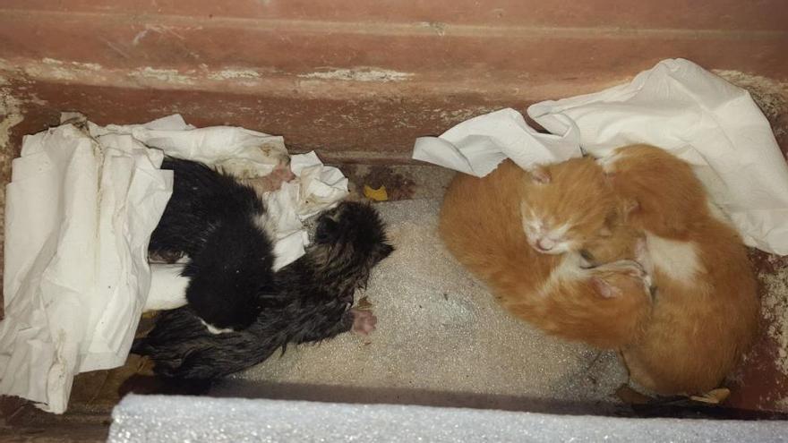 Denuncian abandono de cachorros de gato en un contenedor de Las Fuentes