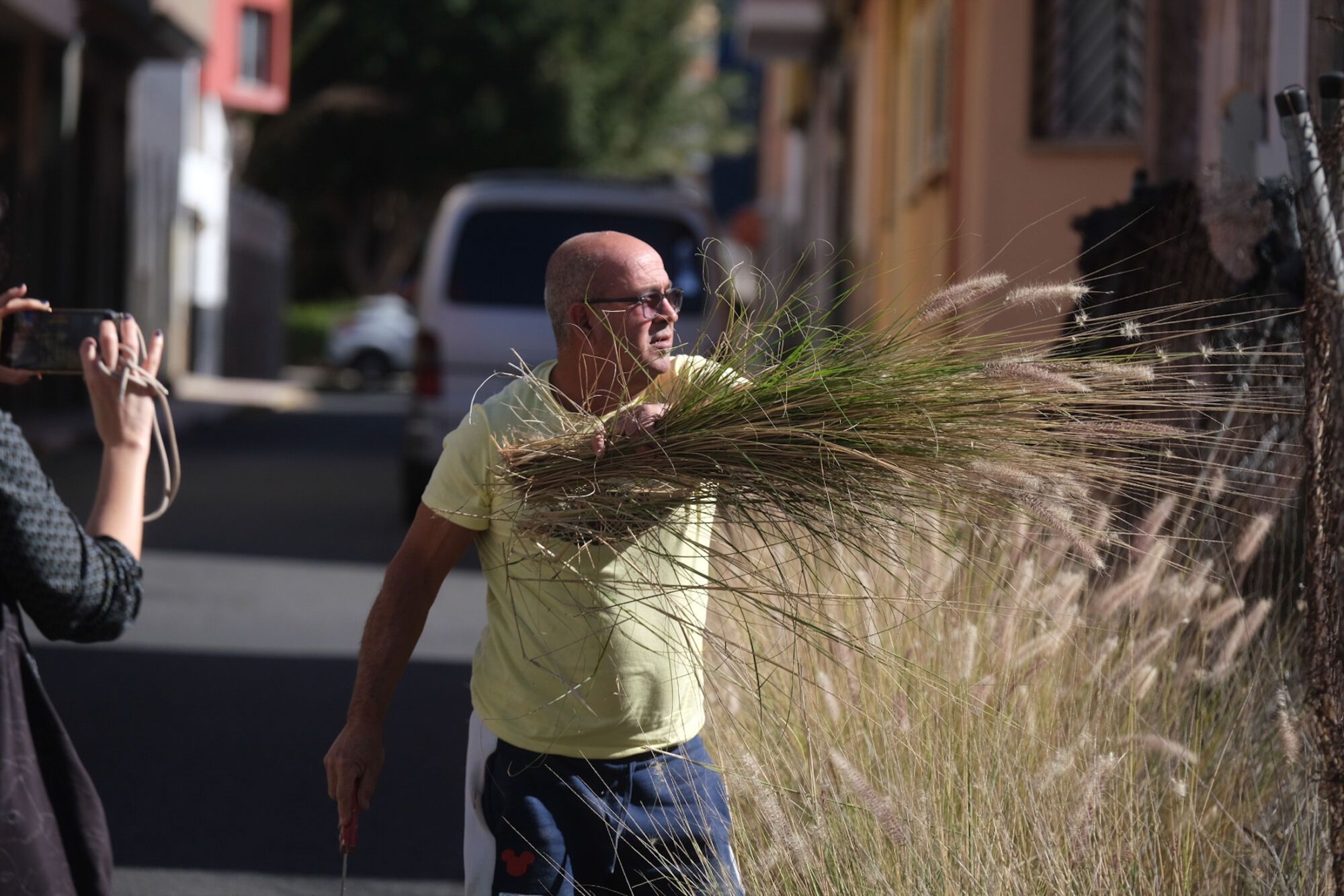 Rabo de gato en el barrio de Los Giles, en Las Palmas de Gran Canaria