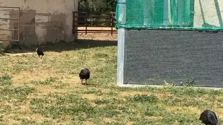 Un ibis migratorio hace una parada histórica en el Alt Empordà