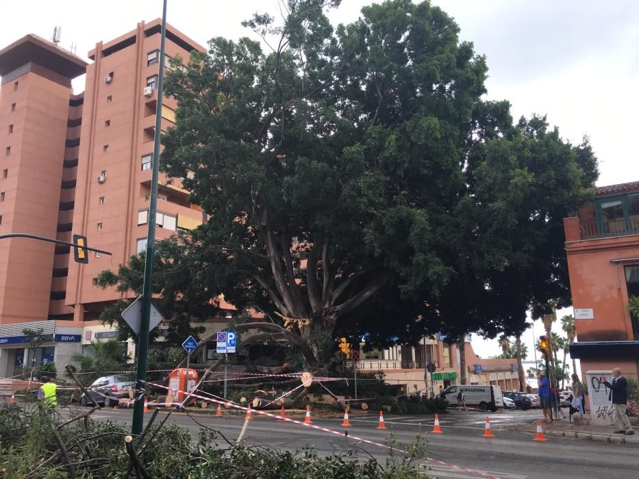 El árbol de la fuente de Reding, en el Paseo de Sancha, golpeado por un rayo.