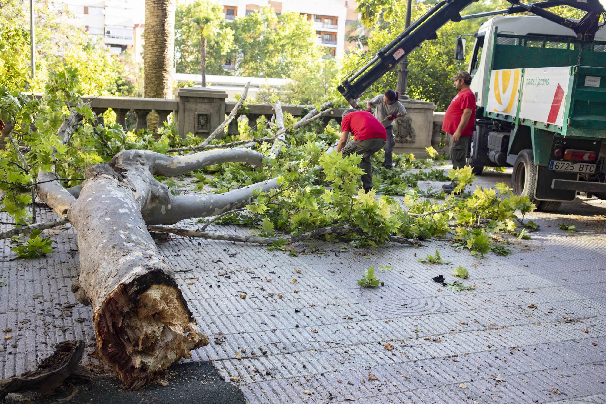 Se desprende una rama de grandes dimensiones de un platanero de l'Albereda de Xàtiva