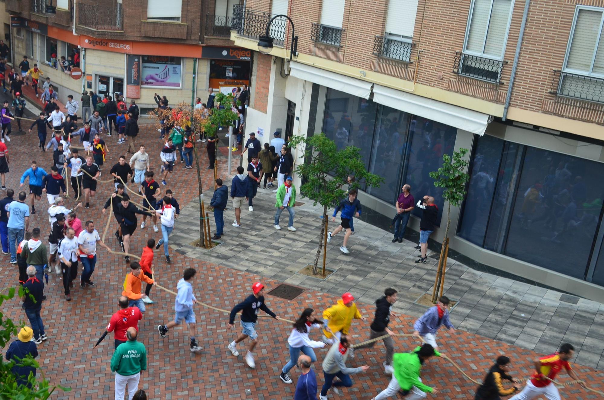 Fiestas del Toro en Benavente: El torito Berrón completa el recorrido en 26 minutos