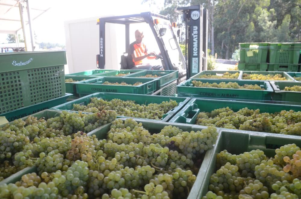 Las grandes bodegas tiran del carro en la vendimia Rías Baixas.