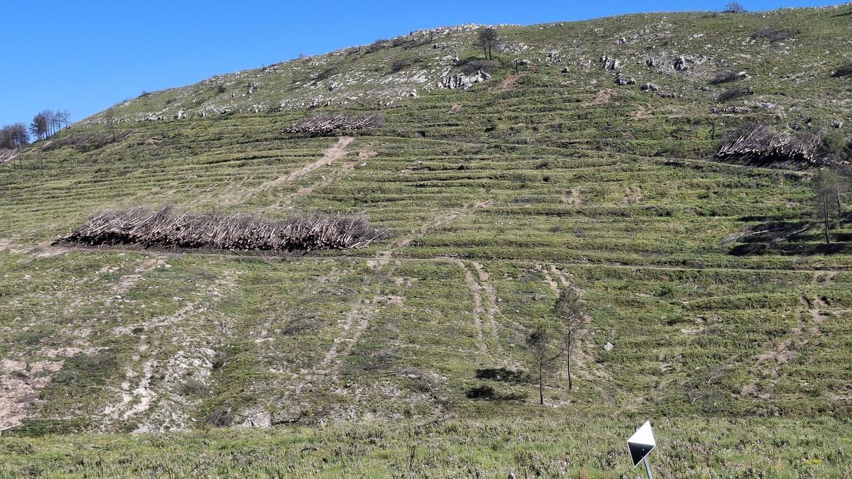 Pinos cortados y apilados en una ladera que ha reverdecido tras las lluvias de este invierno. | A. P. F.