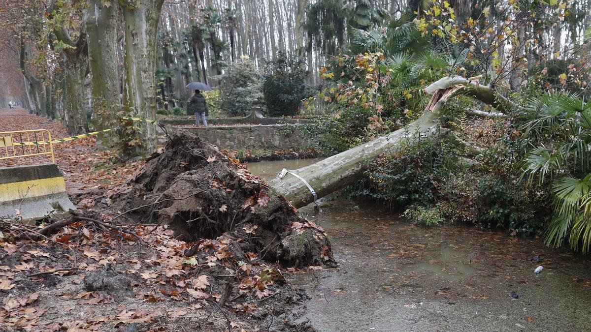 Les imatges de l'últim arbre caigut a la Devesa