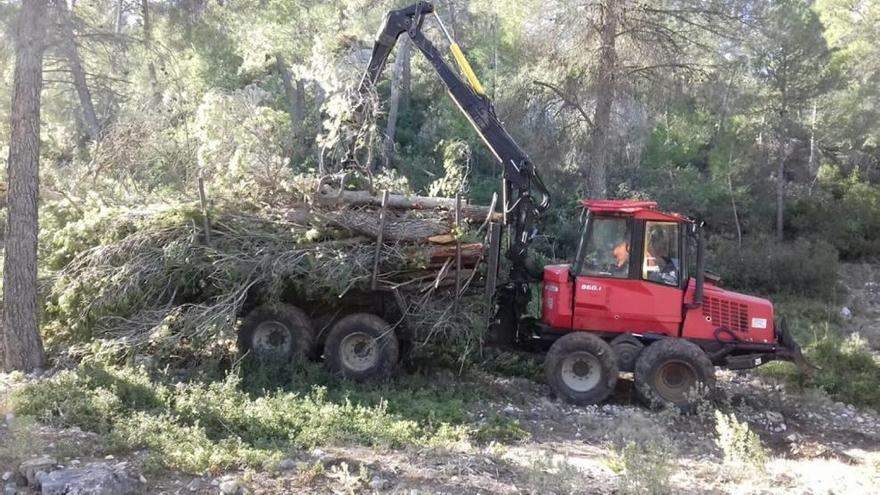 Los trabajos de la Comunidad se están llevando a cabo en los montes públicos de Mula.