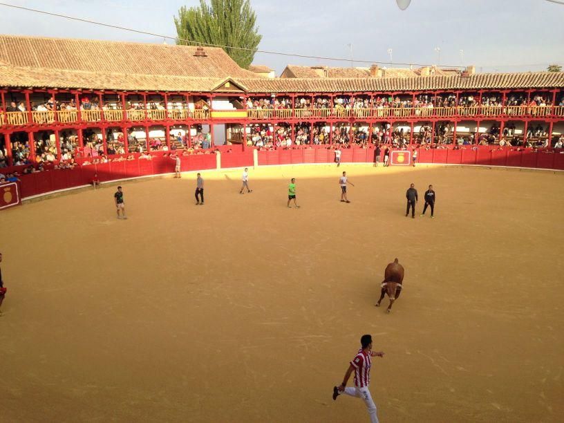 Fiestas Toro: Encierro urbano y suelta de vaquilla