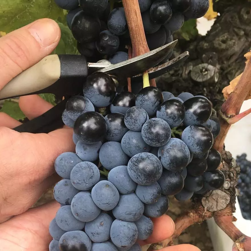 14 de setembre | Fes-te el Most per a "Winelovers"