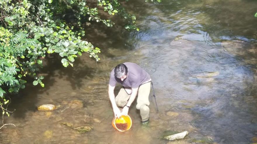 Exitosa repoblación de alevines en los ríos Riosa y Morcín
