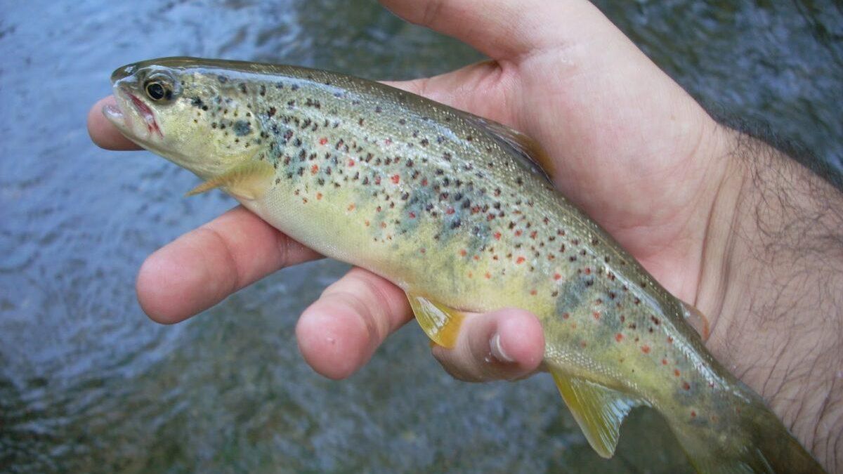 Intenso debate sobre la trucha arco iris: ¿Es en realidad una especie invasora? Intenso debate sobre la trucha arco iris: ¿Es en realidad una especie invasora?
