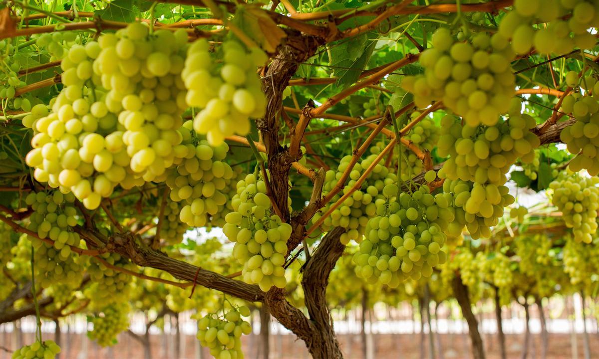 Imagen de las uvas servidas por el proveedor especialista Ignacio Prieto de Aspe.