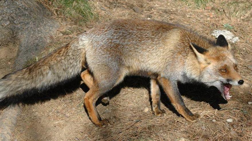 Muere de meningitis tras la mordedura de un zorro en Castellón