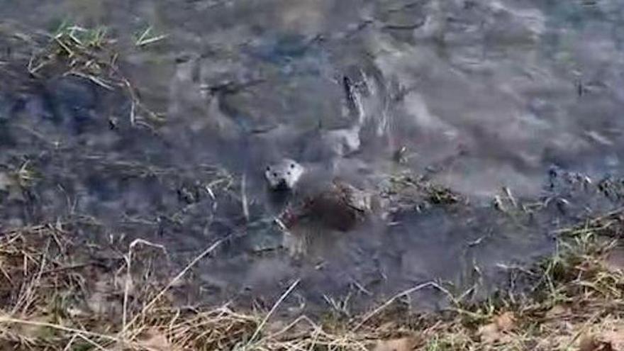 VÍDEO: Pillan a tres nutrias jugando en la orilla del río Piloña, en Infiestu