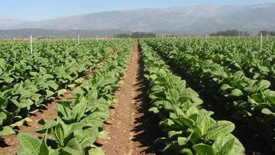 La Junta asegura que en breve pagará las ayudas a los cultivadores de tabaco