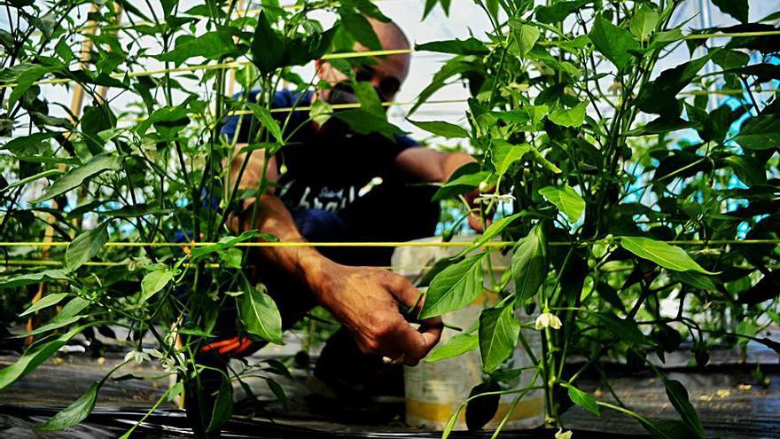 Un agricultor, trabajando ayer en su invernadero de Barrantes